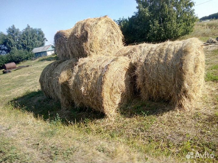 Сено луговое+доставка