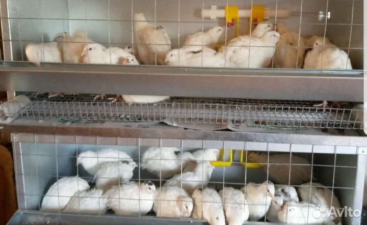 Клетка для кур несушек,бройлеров,перепелов