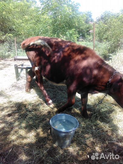 Продаю тёлку