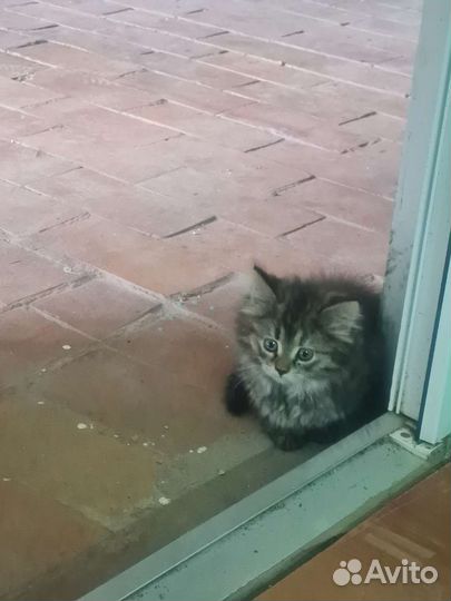 Кошка в дар