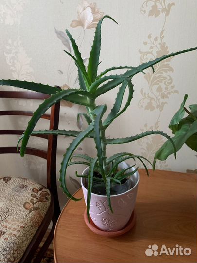 Алоэ (столетник) комнатные цветы