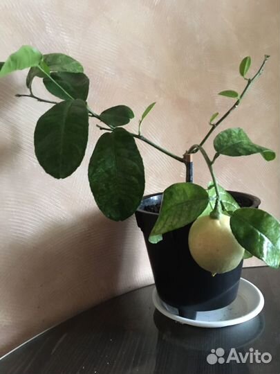 Лимон плодоносящий