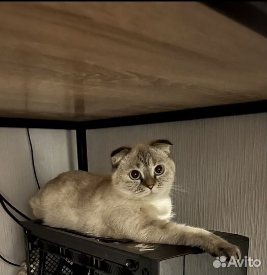 Британская вислоухая кошка