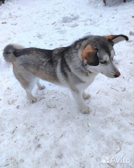 Собака в добрые руки