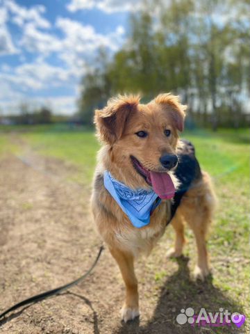 Трогательная ласковая девочка ищет дом