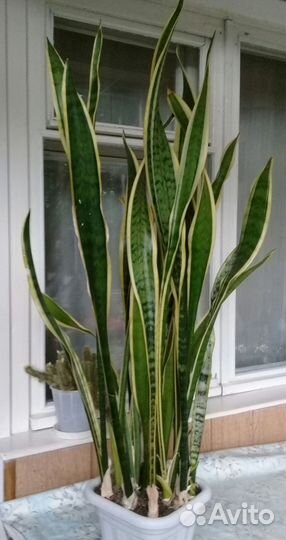 Сансевиерия трехполосная (тещин язык)