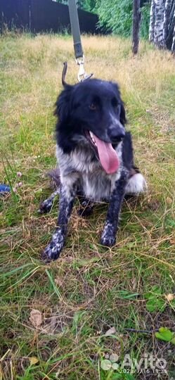 Молодой метис