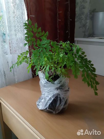 Папоротник Венерин волос