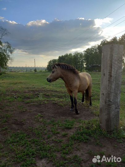 Пони-жеребец