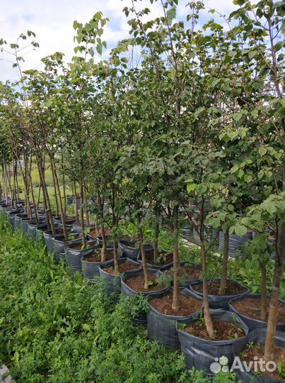 Ива, клен, липа, дуб красный, кедр, каштан, орех