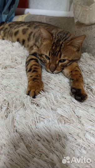 Бенгальский кот вязка