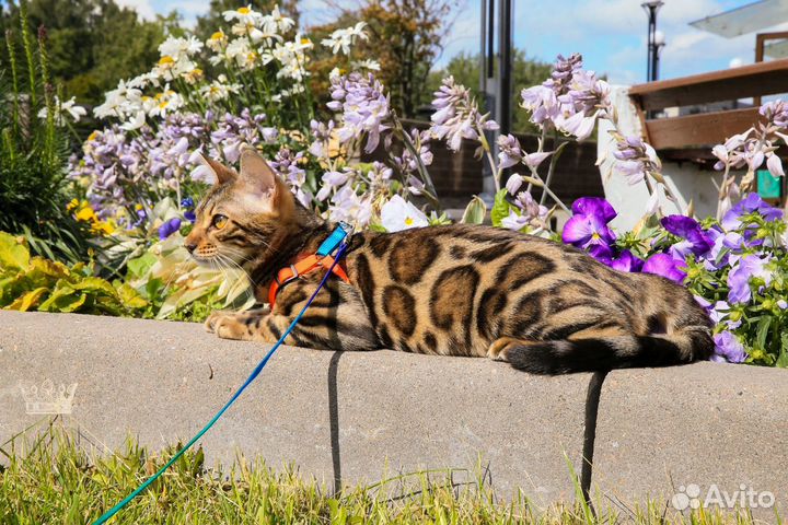 Очеровательный бенгальский котенок