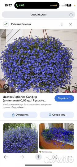 Лобелия ампельная Сапфир