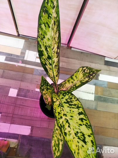 Диффенбахия