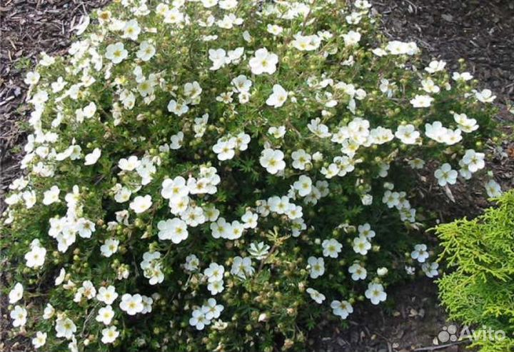 Лапчатка белая