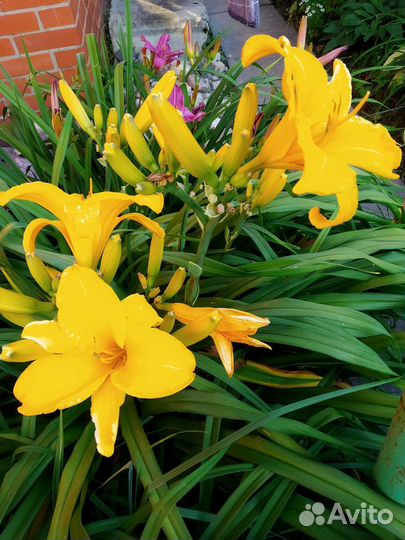 Цветы для дачи