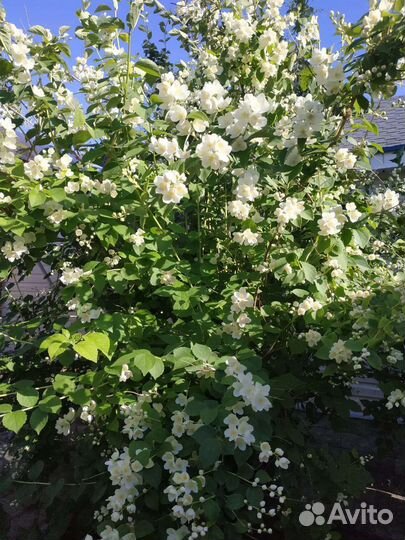 Саженцы чубушника высота 1 метр