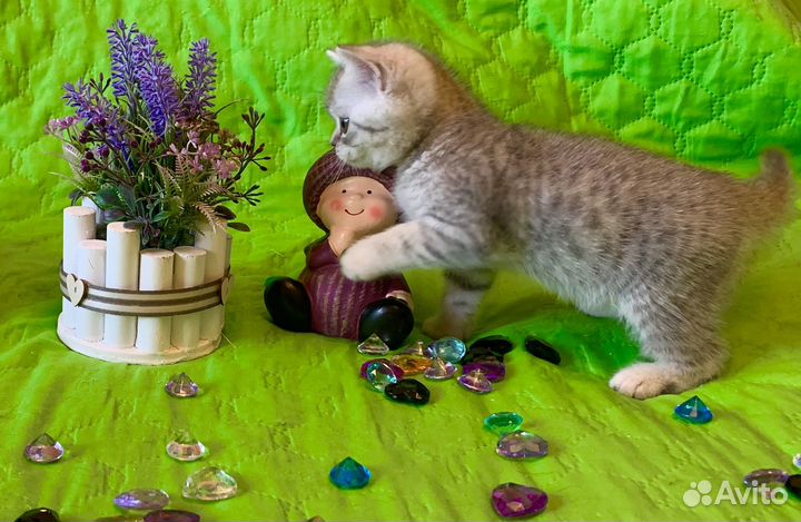 Шотладский котёнок-мальчик чистокровный
