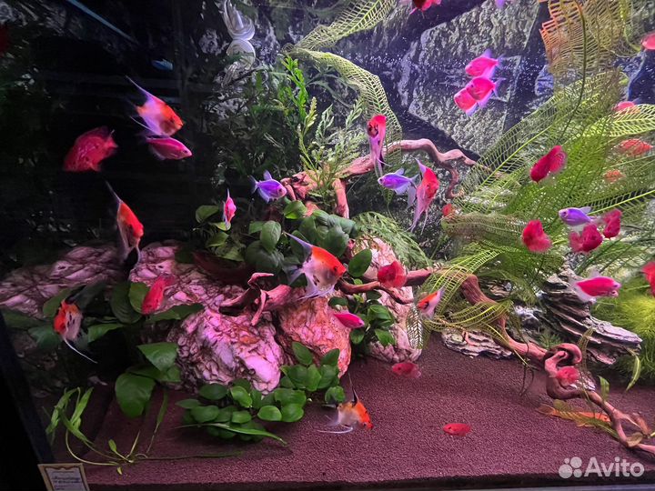 Аквариумные рыбки и растения