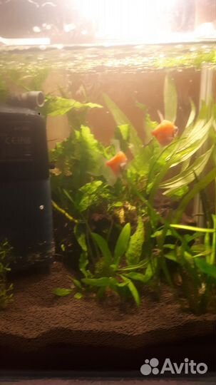 Рыбки с аквариумом