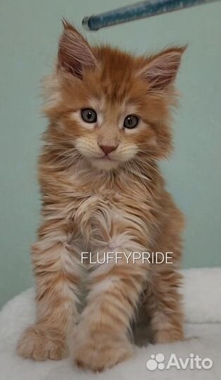 Котята мейн-кун