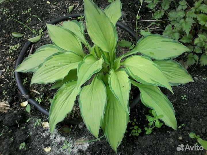 Хоста цветок