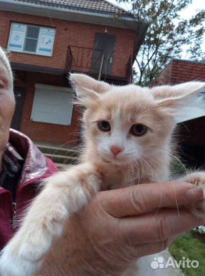 Котята в добрые руки бесплатно