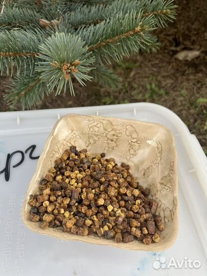 Перга пчелиная