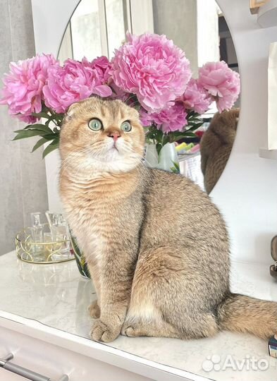 Шотландский красавчик для вязки+котята