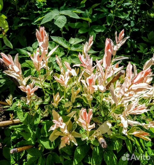 Ива японская Хакуро- Нишике саженцы