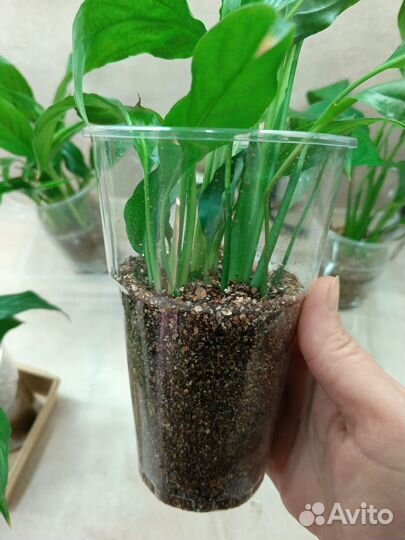 Спатифиллум