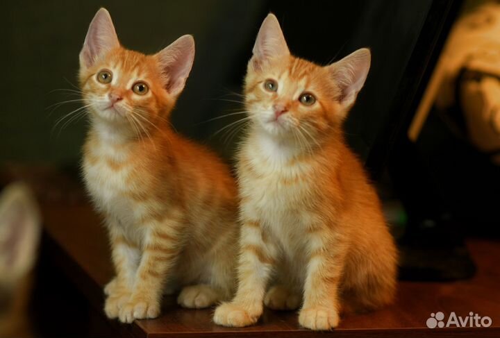 Рыжие Котята в добрые руки
