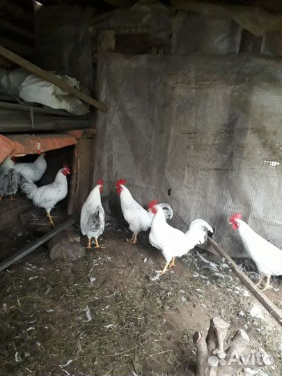 Петухи