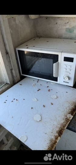 Уничтожение клопов, травля тараканов дезинсекция