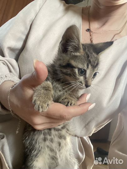 Котята в добрые руки бесплатно