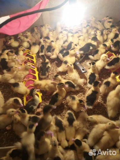 Домашняя птица(Утята, цыплята и тп.)