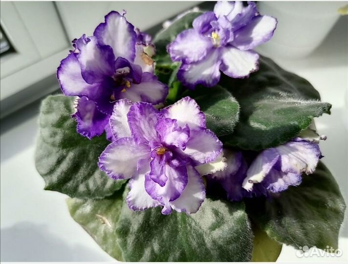 Фиалка (цветы)