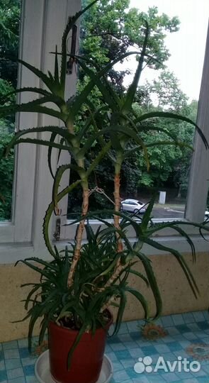 Алоэ (столетник лечебный)