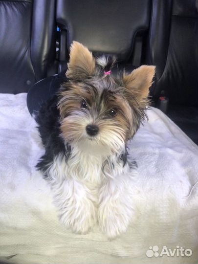 Щенок бивер йорка