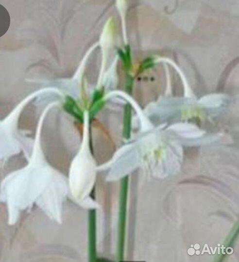 Эухарис, амазонская лилия