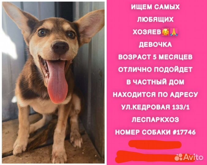 Собака в добрые руки