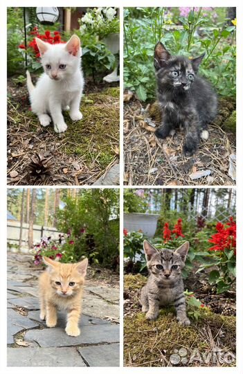 Котята
