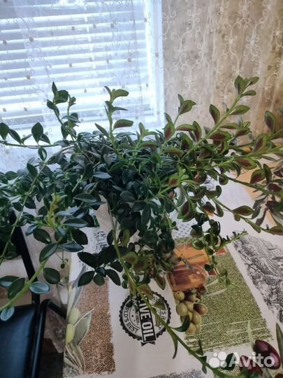 Фикус Бенджамина Кинки и другие комнатные цветы