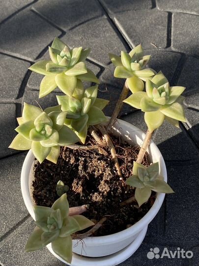 Эхеверия Гитрина