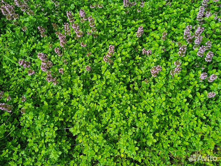 Чабрец (тимьян ползучий)