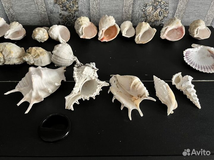 Морские ракушки