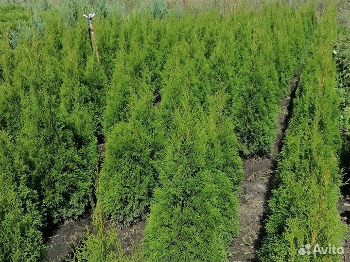 Туя Смарагд