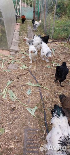 Куры и петухи брама