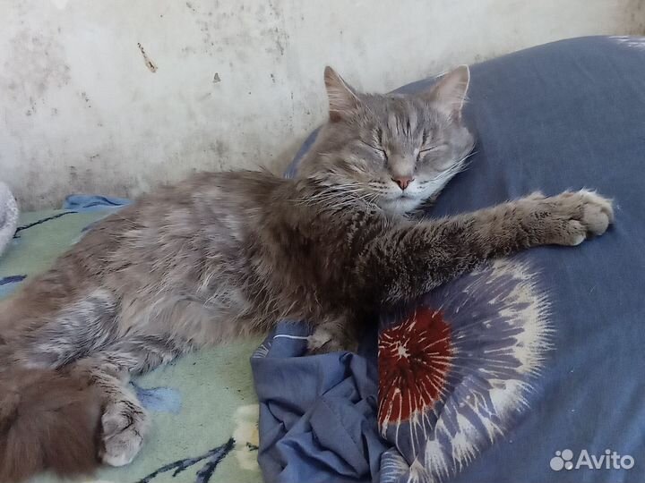 Кот в добрые руки