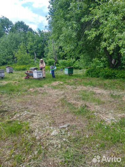 Мед урожай 2023